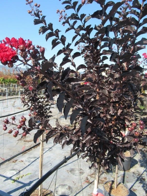 Lagerstroemia Als Halfstam (Lagerstroemia 'Black Diamond Best Red') 6 Lagerstroemia Als Halfstam (Lagerstroemia 'Black Diamond Best Red') - Afbeelding 4