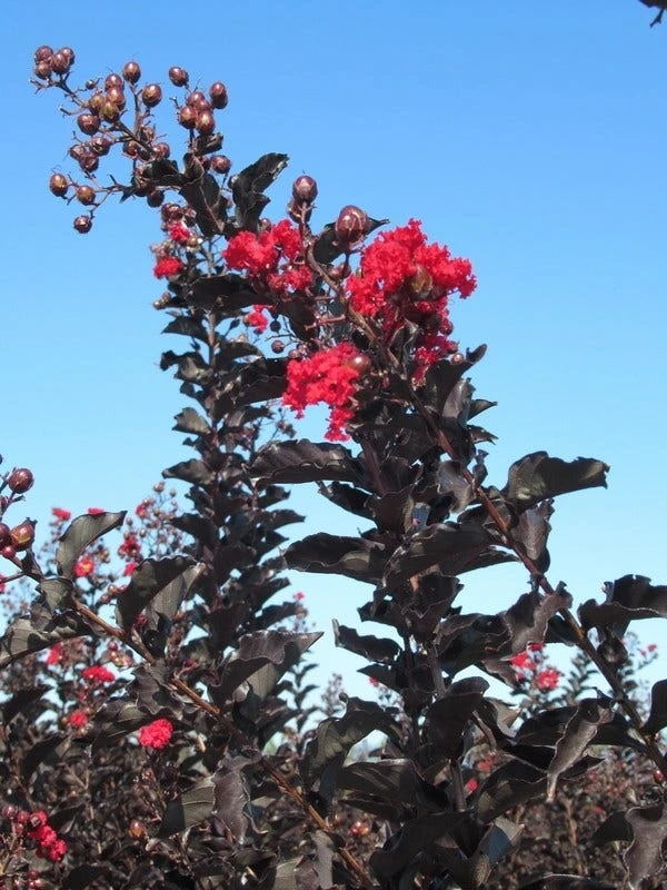 Lagerstroemia Als Halfstam (Lagerstroemia 'Black Diamond Best Red') 8 Lagerstroemia Als Halfstam (Lagerstroemia 'Black Diamond Best Red') - Afbeelding 6