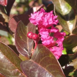 Lagerstroemia Als Halfstam (Lagerstroemia Indica 'Berry Dazzle') 9 Lagerstroemia Als Halfstam (Lagerstroemia Indica 'Berry Dazzle') -Goedkope Tuin Kunst Winkel img 4248