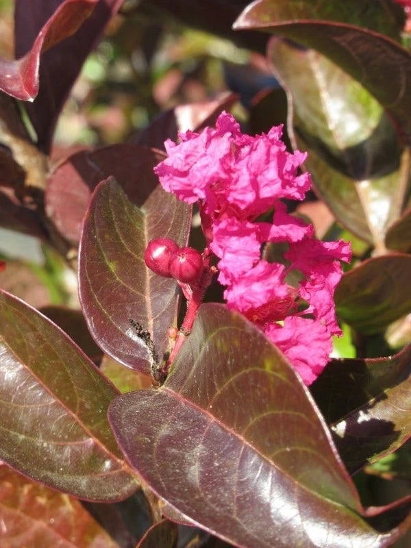 Lagerstroemia Als Halfstam (Lagerstroemia Indica 'Berry Dazzle') 4 Lagerstroemia Als Halfstam (Lagerstroemia Indica 'Berry Dazzle') - Afbeelding 2
