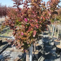 Lagerstroemia Als Halfstam (Lagerstroemia Indica 'Berry Dazzle') 10 Lagerstroemia Als Halfstam (Lagerstroemia Indica 'Berry Dazzle') -Goedkope Tuin Kunst Winkel img 4249