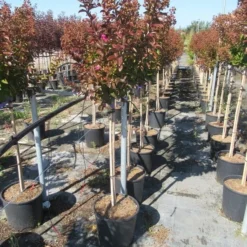 Lagerstroemia Als Halfstam (Lagerstroemia Indica 'Berry Dazzle') 11 Lagerstroemia Als Halfstam (Lagerstroemia Indica 'Berry Dazzle') -Goedkope Tuin Kunst Winkel img 4250