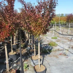 Lagerstroemia Als Halfstam (Lagerstroemia Indica 'Berry Dazzle') 13 Lagerstroemia Als Halfstam (Lagerstroemia Indica 'Berry Dazzle') -Goedkope Tuin Kunst Winkel img 4251