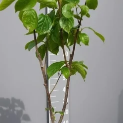Kaki (Diospyros Kaki) 22 Kaki (Diospyros Kaki) -Goedkope Tuin Kunst Winkel kakihalfstam02