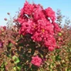Lagerstroemia Als Halfstam (Lagerstroemia Indica) -Goedkope Tuin Kunst Winkel lagerstroemia 1