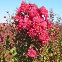 Lagerstroemia Als Halfstam (Lagerstroemia Indica)
