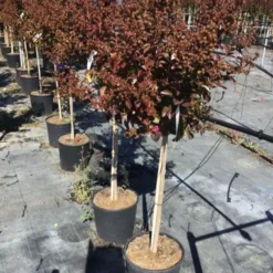Lagerstroemia Als Halfstam (Lagerstroemia Indica 'Berry Dazzle') 12 Lagerstroemia Als Halfstam (Lagerstroemia Indica 'Berry Dazzle') -Goedkope Tuin Kunst Winkel lagerstroemia black dazzle halfstam