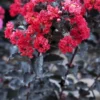 Lagerstroemia Als Halfstam (Lagerstroemia 'Black Diamond Best Red') 1 Lagerstroemia Als Halfstam (Lagerstroemia 'Black Diamond Best Red') -Goedkope Tuin Kunst Winkel lagerstroemia black diamond