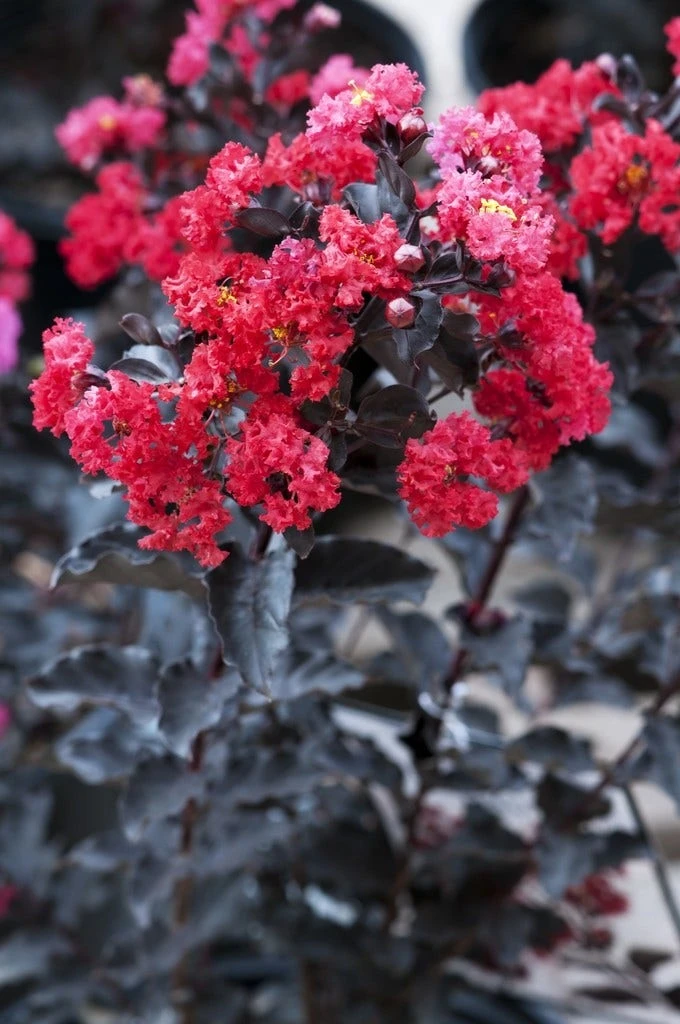 Lagerstroemia Als Halfstam (Lagerstroemia 'Black Diamond Best Red') 3 Lagerstroemia Als Halfstam (Lagerstroemia 'Black Diamond Best Red')