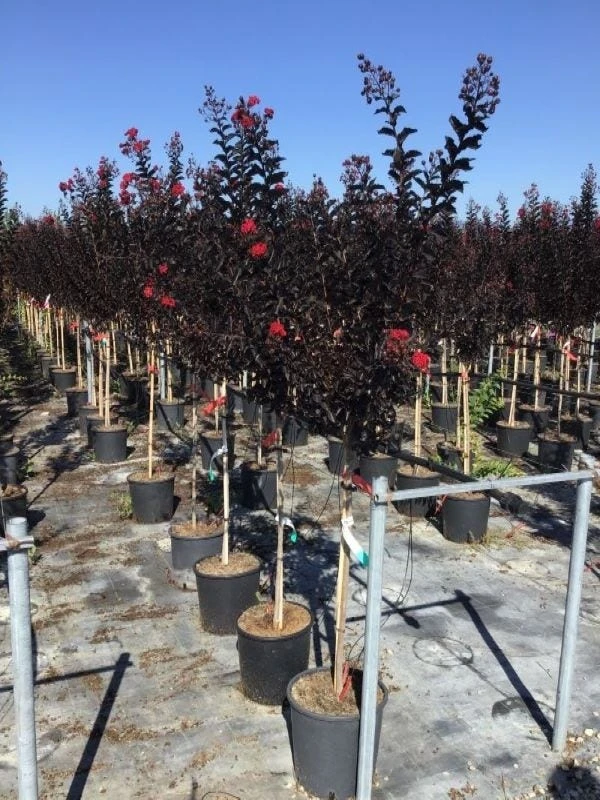 Lagerstroemia Als Halfstam (Lagerstroemia 'Black Diamond Best Red') 5 Lagerstroemia Als Halfstam (Lagerstroemia 'Black Diamond Best Red') - Afbeelding 3