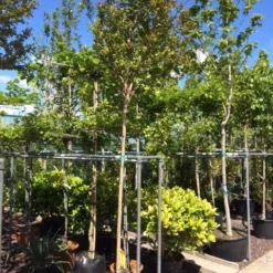 Roze Lagerstroemia Als Boom (Lagerstroemia Indica) 26 Roze Lagerstroemia Als Boom (Lagerstroemia Indica) -Goedkope Tuin Kunst Winkel lagerstroemia indica 10 12ho