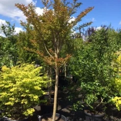 Roze Lagerstroemia Als Boom (Lagerstroemia Indica) 27 Roze Lagerstroemia Als Boom (Lagerstroemia Indica) -Goedkope Tuin Kunst Winkel lagerstroemia indica halfstam 14 16