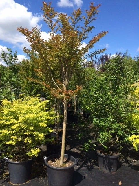 Roze Lagerstroemia Als Boom (Lagerstroemia Indica) 10 Roze Lagerstroemia Als Boom (Lagerstroemia Indica) - Afbeelding 8