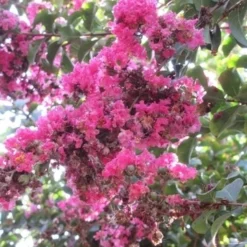 Roze Lagerstroemia Als Boom (Lagerstroemia Indica) 35 Roze Lagerstroemia Als Boom (Lagerstroemia Indica) -Goedkope Tuin Kunst Winkel lagerstroemia indica roze 10