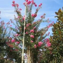 Roze Lagerstroemia Als Boom (Lagerstroemia Indica) 28 Roze Lagerstroemia Als Boom (Lagerstroemia Indica) -Goedkope Tuin Kunst Winkel lagerstroemia indica roze 4