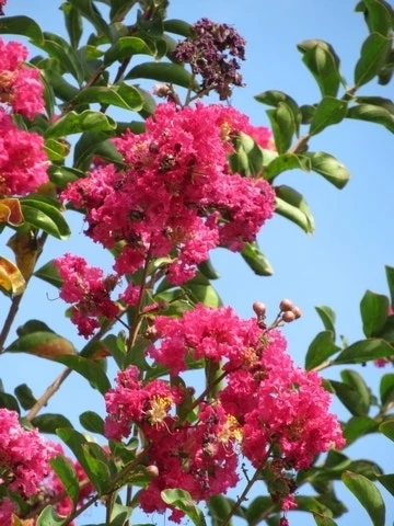 Roze Lagerstroemia Als Boom (Lagerstroemia Indica) 14 Roze Lagerstroemia Als Boom (Lagerstroemia Indica) - Afbeelding 12