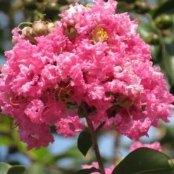 Roze Lagerstroemia Als Boom (Lagerstroemia Indica) 32 Roze Lagerstroemia Als Boom (Lagerstroemia Indica) -Goedkope Tuin Kunst Winkel lagerstroemia indica roze 7