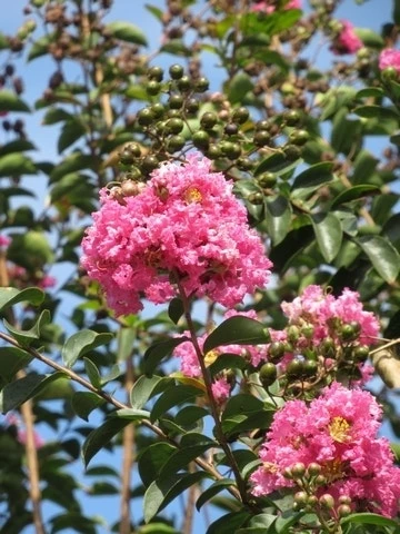 Roze Lagerstroemia Als Boom (Lagerstroemia Indica) 16 Roze Lagerstroemia Als Boom (Lagerstroemia Indica) - Afbeelding 14