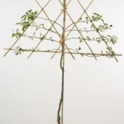 Lei-Appel (Malus Domestica 'Ecolette') 6 Lei-Appel (Malus Domestica 'Ecolette') -Goedkope Tuin Kunst Winkel lei appel