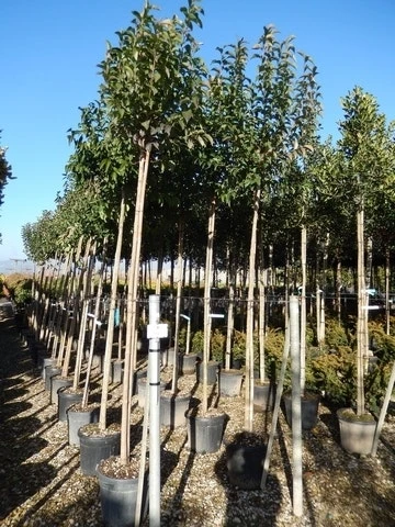 Liguster Als Boom (Ligustrum Japonicum) 6 Liguster Als Boom (Ligustrum Japonicum) - Afbeelding 4