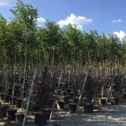 Liguster Als Boom (Ligustrum Japonicum) 14 Liguster Als Boom (Ligustrum Japonicum) -Goedkope Tuin Kunst Winkel ligustrum japonicum 8 10