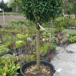 Liguster Op Stam (Ligustrum Japonicum 'Texanum') -Goedkope Tuin Kunst Winkel ligustrum texanum extra groot