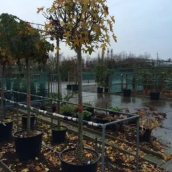 Amberboom (Liquidambar 'Gum Ball') 30 Amberboom (Liquidambar 'Gum Ball') -Goedkope Tuin Kunst Winkel liquidambar gum ball 1618