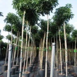 Amberboom (Liquidambar 'Gum Ball') 35 Amberboom (Liquidambar 'Gum Ball') -Goedkope Tuin Kunst Winkel liquidambar gum ball 6 8 2