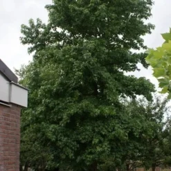 Amberboom (Liquidambar Styraciflua) -Goedkope Tuin Kunst Winkel liquidambar styraciflua