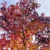 Amberboom (Liquidambar Styraciflua) -Goedkope Tuin Kunst Winkel liquidambar styraciflua03 1
