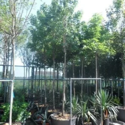 Amberboom (Liquidambar Styraciflua) -Goedkope Tuin Kunst Winkel liquidambar styraciflua 16 18ho cont