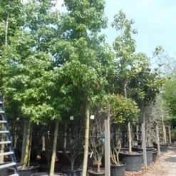 Amberboom (Liquidambar Styraciflua) -Goedkope Tuin Kunst Winkel liquidambar styraciflua 25 30ho cont