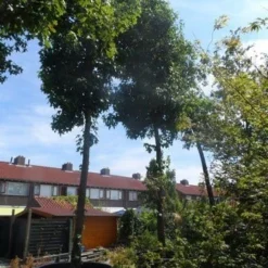 Amberboom (Liquidambar Styraciflua) -Goedkope Tuin Kunst Winkel liquidambar styraciflua 40 45ho c1000