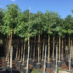 Amberboom (Liquidambar Styraciflua) -Goedkope Tuin Kunst Winkel liquidambar styraciflua 6 8cm