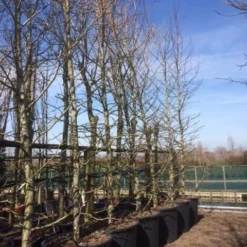 Amberboom (Liquidambar Styraciflua) -Goedkope Tuin Kunst Winkel liquidambar styraciflua geveerd 2025 2