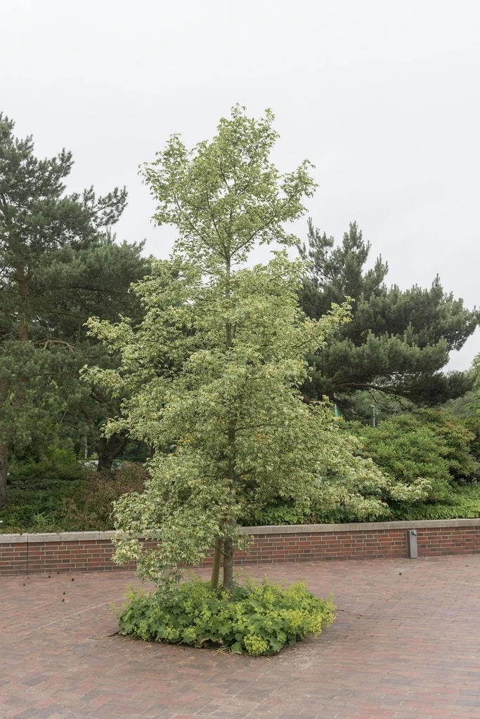 Amberboom (Liquidambar Styraciflua 'Variegata') 3 Amberboom (Liquidambar Styraciflua 'Variegata')