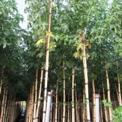 Amberboom (Liquidambar Styraciflua) -Goedkope Tuin Kunst Winkel liquidambar styracuflua