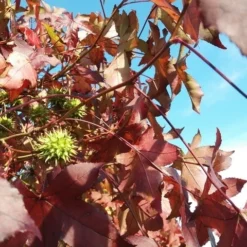 Amberboom (Liquidambar 'Gum Ball') 39 Amberboom (Liquidambar 'Gum Ball') -Goedkope Tuin Kunst Winkel liquidambargumballherfst01
