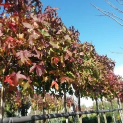 Amberboom (Liquidambar 'Gum Ball') 38 Amberboom (Liquidambar 'Gum Ball') -Goedkope Tuin Kunst Winkel liquidambargumballherfst02