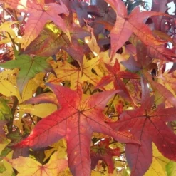 Amberboom (Liquidambar 'Gum Ball') 27 Amberboom (Liquidambar 'Gum Ball') -Goedkope Tuin Kunst Winkel liquidambargumballherfst04