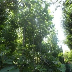 Tulpenboom (Liriodendron Tulipifera) -Goedkope Tuin Kunst Winkel liriodendron tulipifera 12 14ho cont