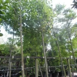 Tulpenboom (Liriodendron Tulipifera) -Goedkope Tuin Kunst Winkel liriodendron tulipifera 25 30 35ho c500 1