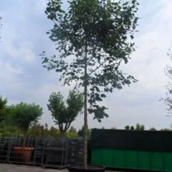 Tulpenboom (Liriodendron Tulipifera) -Goedkope Tuin Kunst Winkel liriodendron tulipifera 35 45ho c1000