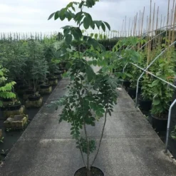 Maackia (Maackia Amurensis) -Goedkope Tuin Kunst Winkel maackia amurensis c20 2 002