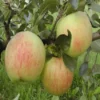 Lei-Appel (Malus Domestica 'James Grieve') -Goedkope Tuin Kunst Winkel madjgrie 5