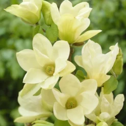 Beverboom (Magnolia 'Yellow River')