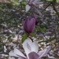 Beverboom (Magnolia 'Galaxy') 6 Beverboom (Magnolia 'Galaxy') -Goedkope Tuin Kunst Winkel magnolia galaxy