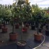 Groenblijvende Magnolia Op Stam (Magnolia Grandiflora 'Gallissoniere') -Goedkope Tuin Kunst Winkel magnolia grandiflora 12 14cm halfstam 100cm stam