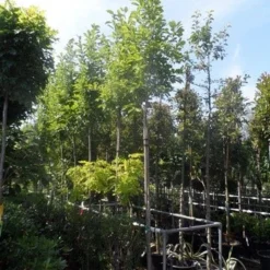 Beverboom (Magnolia Soulangeana Als Boom) -Goedkope Tuin Kunst Winkel magnolia soulangeana 8 10 12ho cont