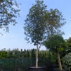 Beverboom (Magnolia Soulangeana Als Boom) -Goedkope Tuin Kunst Winkel magnolia soulangeana alba superba 40 50ho c1000